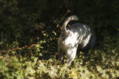 Close-up of an animal