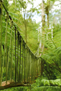 Close-up of trees growing in forest