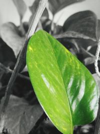 Close-up of insect on leaf