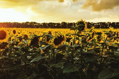 Scenic view of sunflower field against cloudy sky