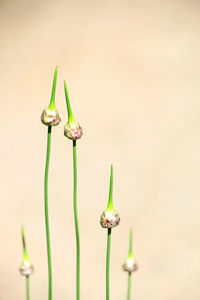 Close-up of insect on plant