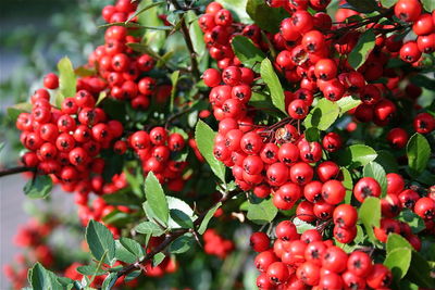 Close-up of red berries growing on tree