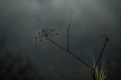 Close-up of wilted plant against blurred background