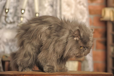 Close-up of a cat looking away
