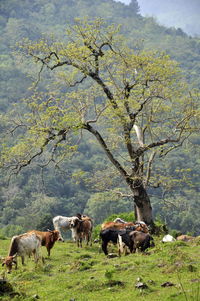 Horses in a field