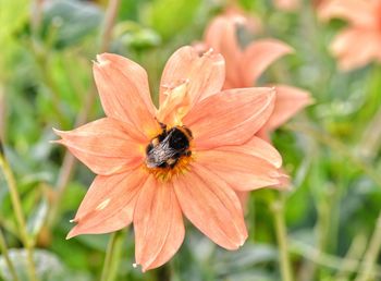 Close-up of bee pollinating on flower