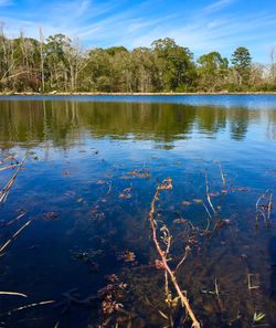 Scenic view of lake in forest