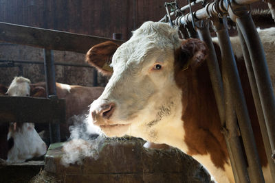 Close-up of cow standing in farm