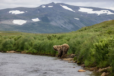 Brown bear looks at the river on the green river bank and in background mountains covered with snow