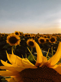 Close-up of sunflower on plant against sky