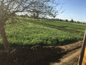 Scenic view of agricultural field against sky