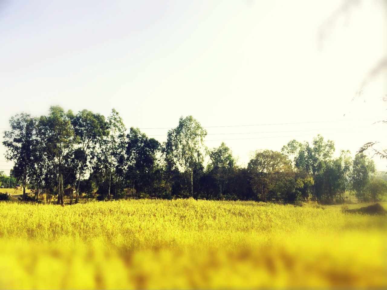 tree, field, growth, tranquil scene, tranquility, clear sky, landscape, grass, beauty in nature, nature, scenics, rural scene, green color, sky, copy space, grassy, day, agriculture, plant, outdoors