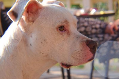 Close-up of dog looking away