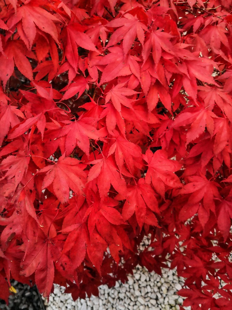 HIGH ANGLE VIEW OF RED MAPLE LEAVES ON PLANT