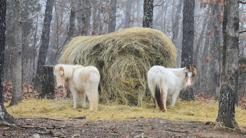 Horses in a field