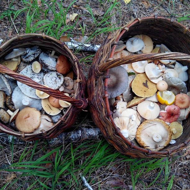 high angle view, grass, field, mushroom, firewood, fungus, deforestation, close-up, log, nature, lumber industry, still life, directly above, no people, environmental issues, outdoors, wood - material, day, group of objects, abandoned