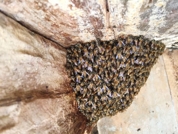 Close-up of bee on wood