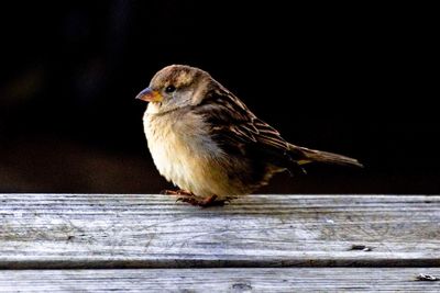 Close-up of bird perching on wood