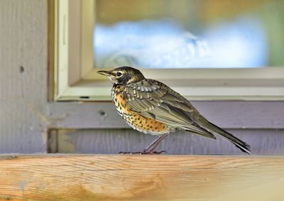 Close-up of bird perching on wooden table