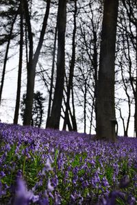 Purple flowers growing on tree trunk