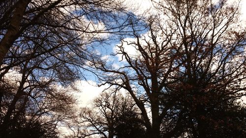 Low angle view of trees in forest