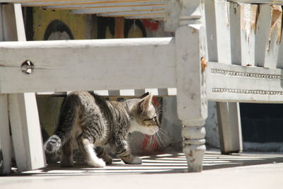 Kitten walking under white bench