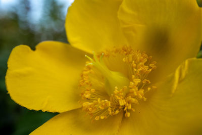 Close-up of yellow flowering plant