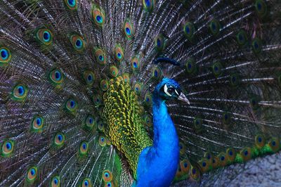 Close-up of peacock