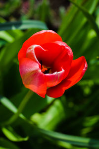 Close-up of red tulip