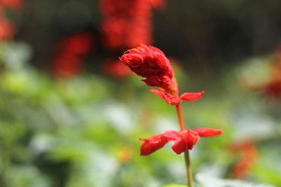 Close-up of red poppy blooming in park