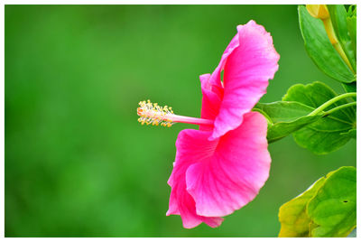 Close-up of pink flowering plant