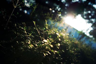 Close-up of fresh green plants