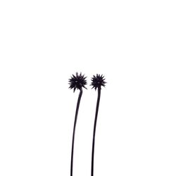Close-up of flower against clear sky