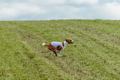 Running basenji dog in white jacket across the meadow on lure coursing competition