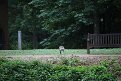 Man in park