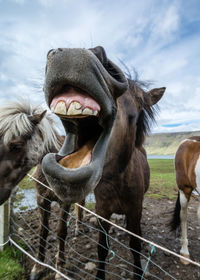 Horse on field