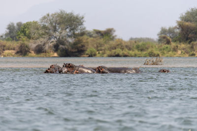 View of hippos swimming in the lake