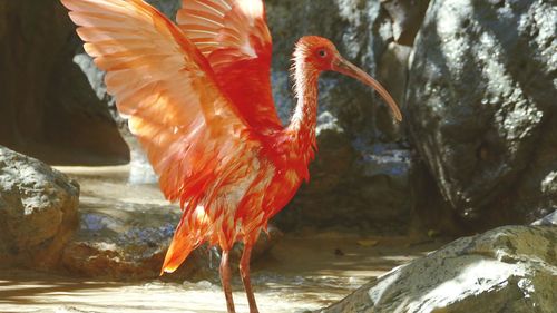 Close-up of flamingo in water