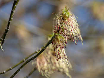 Close-up of wilted plant