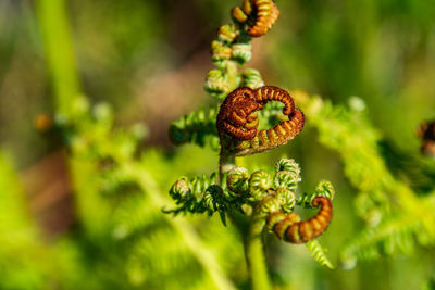 Close-up of fresh green plant