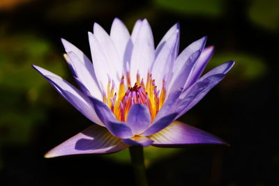 Close-up of lotus water lily