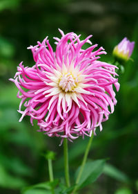 Close-up of pink flower