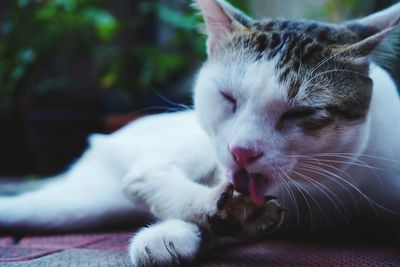 Close-up of cat lying down