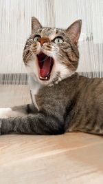 Cat yawning