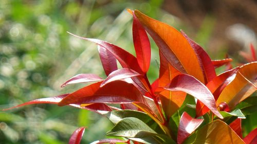 Close-up of red leaves on plant