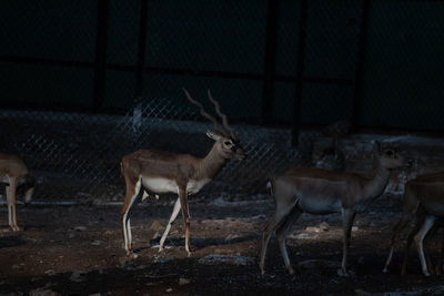 Deer at bannerghatta national park bangalore running in the zoo. forest wildlife sanctuaries