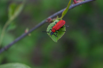 Close-up of insect on leaf