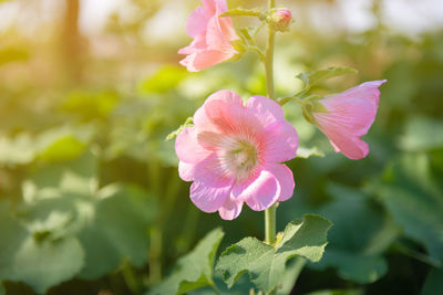 Close-up of pink hibiscus flower