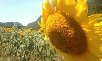 Close-up of sunflower blooming in field