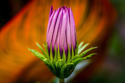 Close-up of pink flower blooming outdoors